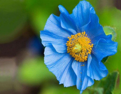 파란 꽃