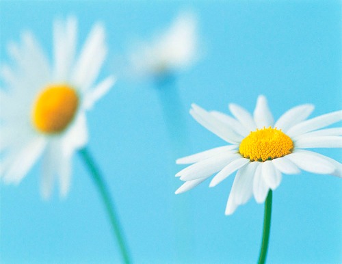 흰 꽃들_2