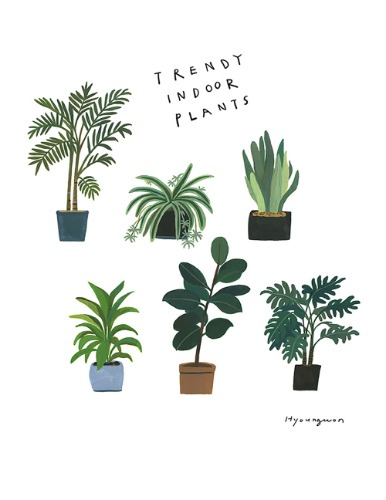 trendy indoor plants
