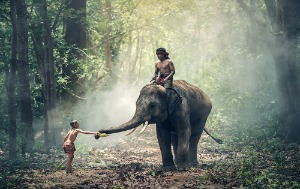 코끼리와 소년