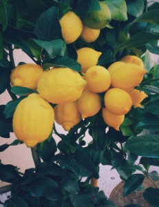 레몬 트리_2