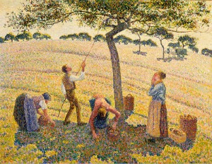 사과수확